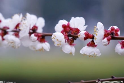 中國(guó)河北農(nóng)信勇當(dāng)“鄉(xiāng)村振興主辦銀行”為春耕生產(chǎn)施足金融“底肥”
